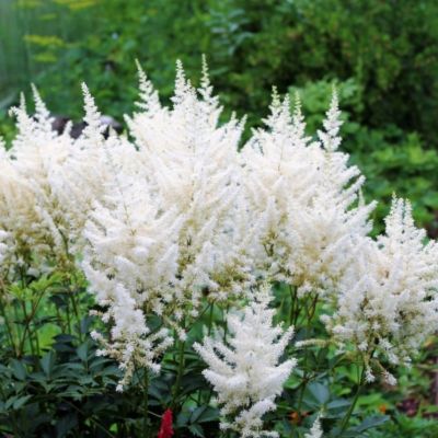 Астильба Даймондз энд Перлз Астильба Даймондз энд Перлз - Dolina-Sad.Ru