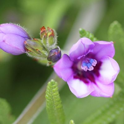 Бабиана Стрикта Микс - Dolina-Sad.Ru