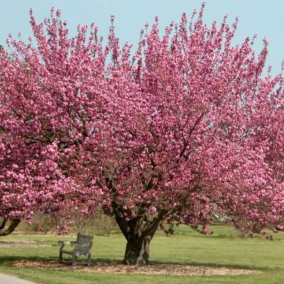 Сакура Пинк Перфекшн Сакура Пинк Перфекшн фото