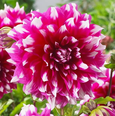 Георгина Ярра Фоллс Георгина Ярра Фоллс фото