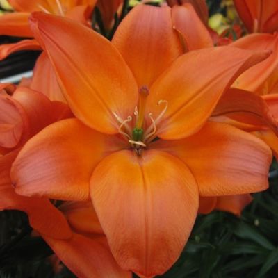 Лилия Изи Бит Лилия Изи Бит - Dolina-Sad.Ru