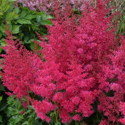 Астильба Арендса Хэви Метал - Dolina-Sad.Ru