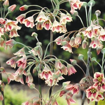 Нектароскордум Сикулум Нектароскордум Сикулум фото