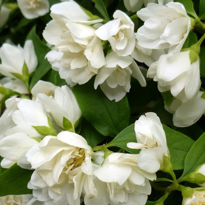 Жасмин гибридный Манто Д'Эрмин Жасмин гибридный Манто Д'Эрмин фото