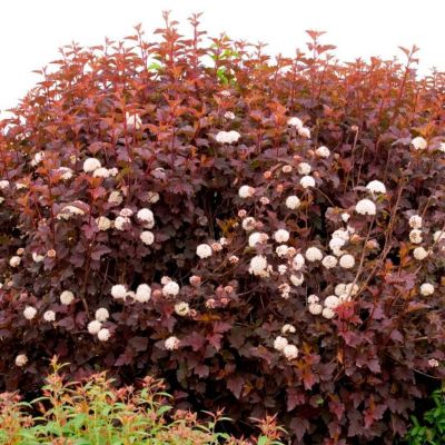 Пузыреплодник калинолистный Андре, С3 Пузыреплодник калинолистный Андре, С3 - Dolina-Sad.Ru