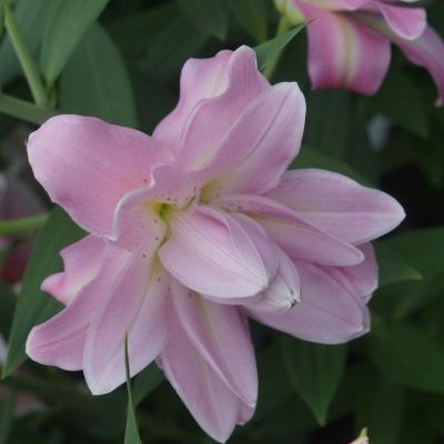 Лилия Лотус Бриз Лилия Лотус Бриз - Dolina-Sad.Ru