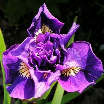 Ирис Дабл Стандарт фото