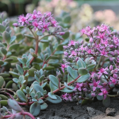 Седум Зибольда фото