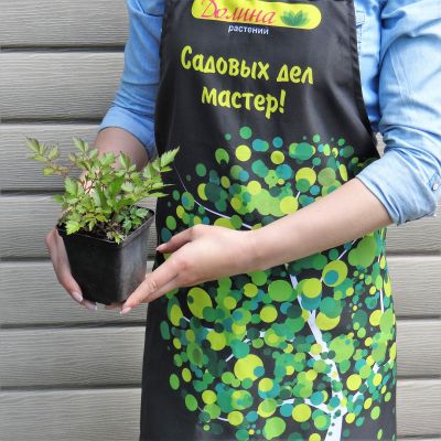 Астильба китайская Пумила Астильба китайская Пумила фото