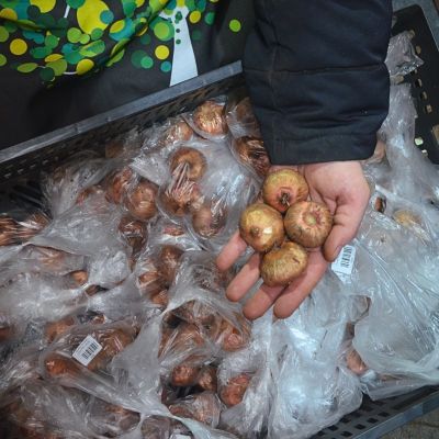 Гладиолус Деббиан Гладиолус Деббиан фото