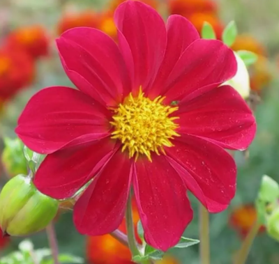 Георгина Чародейка, смесь "Чудесный балкон" фото