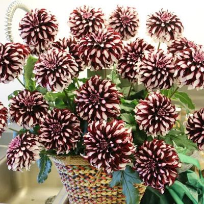 Георгина Зидлерштольц Георгина Зидлерштольц фото