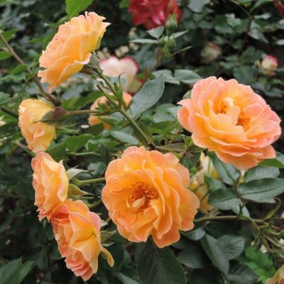 Роза Бесси Роза Бесси - Dolina-Sad.Ru