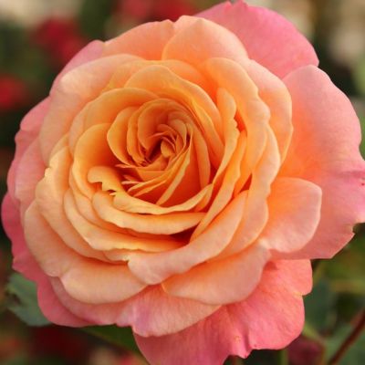 Роза Пич Мельба Роза Пич Мельба - Dolina-Sad.Ru