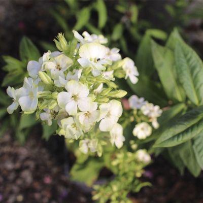 Флокс метельчатый Жадэ Флокс метельчатый Жадэ - Dolina-Sad.Ru