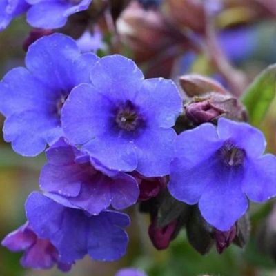 Медуница Блю Энсайн Медуница Блю Энсайн - Dolina-Sad.Ru