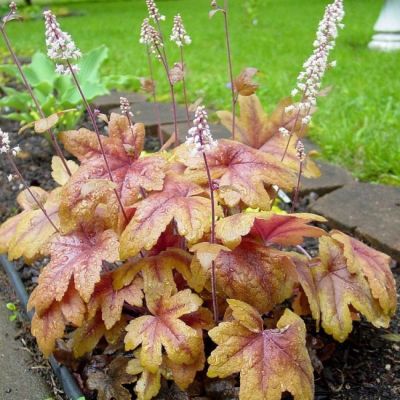 Гейхера Брасс Лантерн Гейхера Брасс Лантерн - Dolina-Sad.Ru