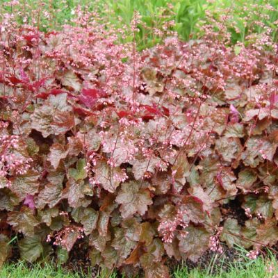 Гейхера Рахель Гейхера Рахель - Dolina-Sad.Ru