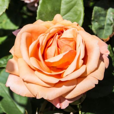 Роза Чарльз Остин Роза Чарльз Остин фото