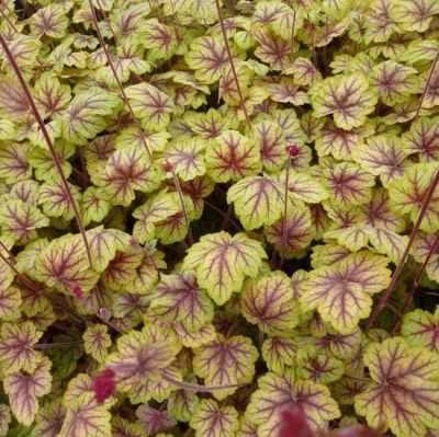 Гейхера Ван Гог - Dolina-Sad.Ru