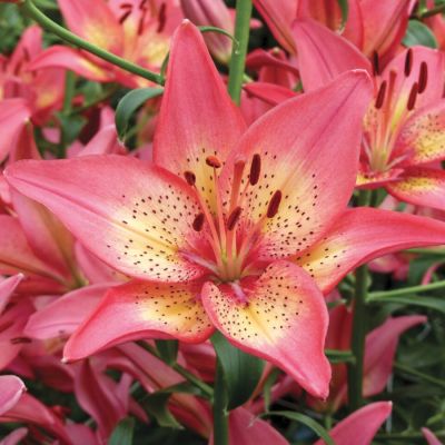 Лилия Трогон Лилия Трогон - Dolina-Sad.Ru