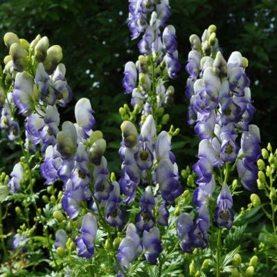 Аконит Каммарум Биколор Аконит Каммарум Биколор - Dolina-Sad.Ru