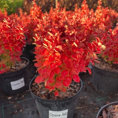 Барбарис Тунберга Оранж Айс Барбарис Тунберга Оранж Айс - Dolina-Sad.Ru