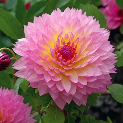 Георгина Сакура Фубуки Георгина Сакура Фубуки - Dolina-Sad.Ru