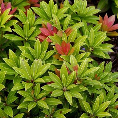 Пиерис японский Сарабанда Пиерис японский Сарабанда - Dolina-Sad.Ru