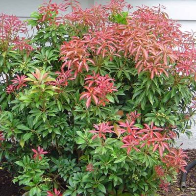 Пиерис японский Сарабанда Пиерис японский Сарабанда - Dolina-Sad.Ru