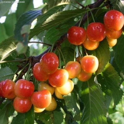 Черешня Наслаждение Черешня Наслаждение фото