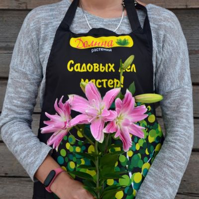 Лилия Лотус Бриз Лилия Лотус Бриз - Dolina-Sad.Ru