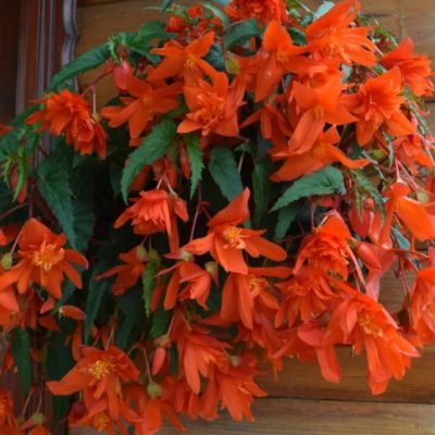 Бегония Беллекония Хот Оранж Бегония Беллекония Хот Оранж - Dolina-Sad.Ru