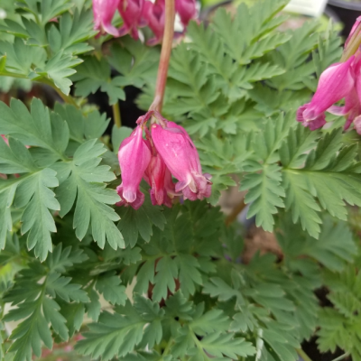 Дицентра Красивая Лакшариэнт Дицентра Красивая Лакшариэнт фото