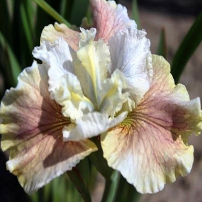 Ирис Уинн Магнолия Ирис Уинн Магнолия - Dolina-Sad.Ru