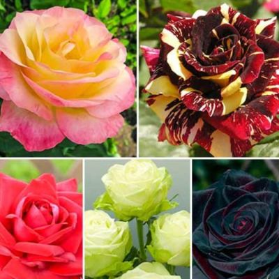 Набор чайно-гибридных роз Набор чайно-гибридных роз фото