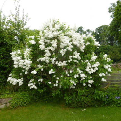 Сирень обыкновенная Ян Ван Тол Сирень обыкновенная Ян Ван Тол фото