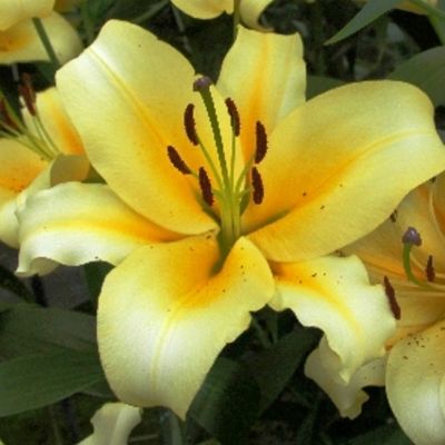 Лилия Джейберд фото