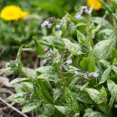 Медуница Миссис Киттл Медуница Миссис Киттл - Dolina-Sad.Ru