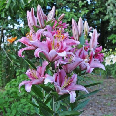 Лилия Джейберд Лилия Джейберд фото