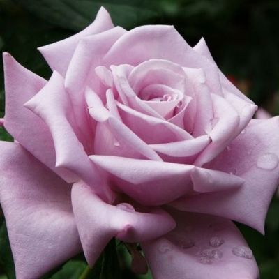 Роза Майзер Фастнах Роза Майзер Фастнах фото