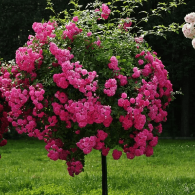 Роза штамбовая Топкапи Роза штамбовая Топкапи фото