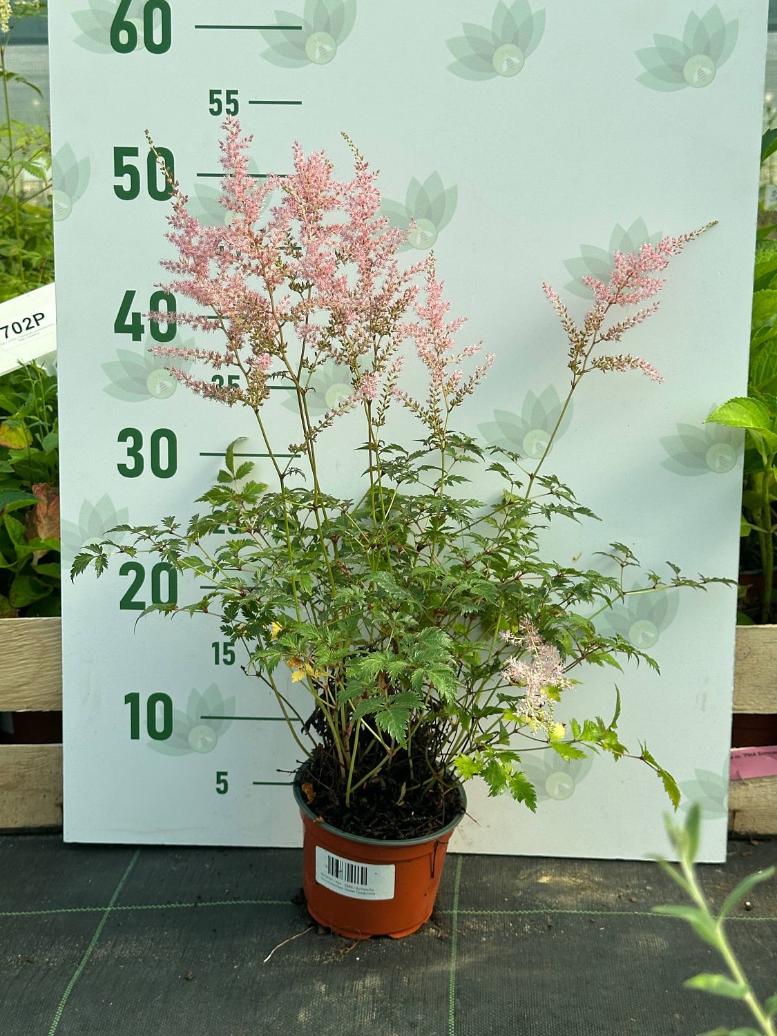 Астильба простолистная Хенни Графланд фото