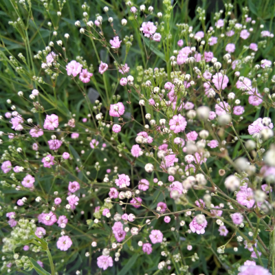 Гипсофила Пинк Фестивал - Dolina-Sad.Ru