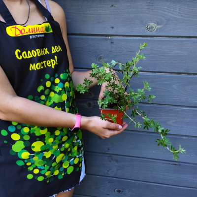 Лапчатка Примроуз Бьюти Лапчатка Примроуз Бьюти - Dolina-Sad.Ru