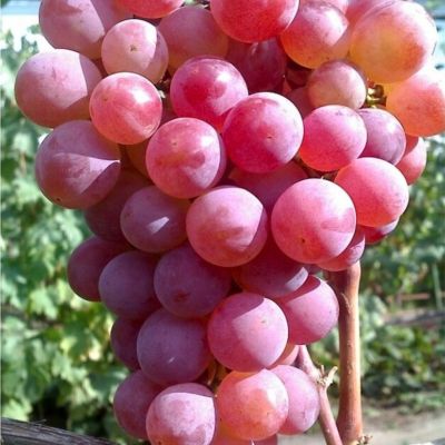 Виноград Десертный - Dolina-Sad.Ru
