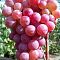 Виноград Десертный - Dolina-Sad.Ru