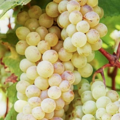 Виноград Ркацителли - Dolina-Sad.Ru