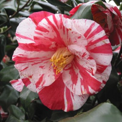 Камелия японская Триколор Камелия японская Триколор - Dolina-Sad.Ru