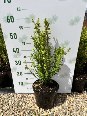 Самшит вечнозеленый Самшит вечнозеленый фото